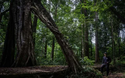 Pohon Penahan Banjir dan Longsor Bernilai Ekonomi Ternyata Bukan Kelapa Sawit