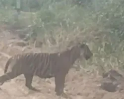 Sepanjang 2025, BBKSDA Riau Catat 28 Konflik Manusia dan Harimau