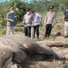 Anak Gajah Sumatera Ditemukan Mati Diduga Terjerat di TNTN, Kapolda Riau Turun Tangan