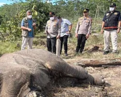 Anak Gajah Sumatera Ditemukan Mati Diduga Terjerat di TNTN, Kapolda Riau Turun Tangan