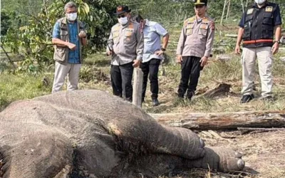 Anak Gajah Sumatera Ditemukan Mati Diduga Terjerat di TNTN, Kapolda Riau Turun Tangan