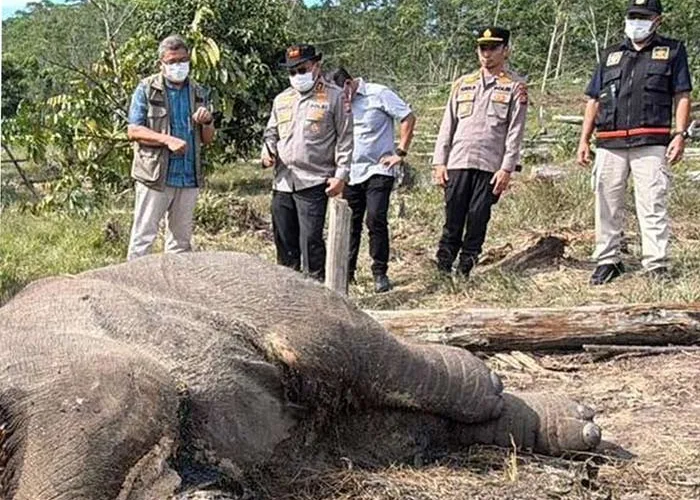Anak Gajah Sumatera Ditemukan Mati Diduga Terjerat di TNTN, Kapolda Riau Turun Tangan