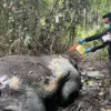 Polisi Selidiki Temuan Gajah Mati Tanpa Kepala di Pelalawan