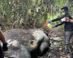 Polisi Selidiki Temuan Gajah Mati Tanpa Kepala di Pelalawan