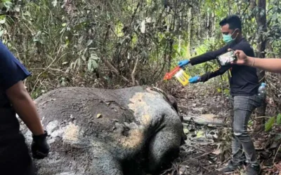 Polisi Selidiki Temuan Gajah Mati Tanpa Kepala di Pelalawan