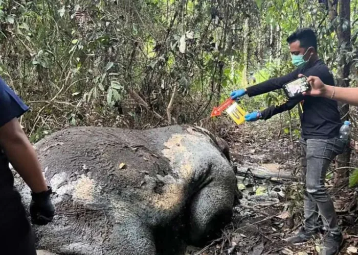 Polisi Selidiki Temuan Gajah Mati Tanpa Kepala di Pelalawan
