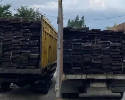 Dua Truk dan Supir Pengangkut Kayu Ilegal dari Hutan Kerumutan Pelalawan Diamankan