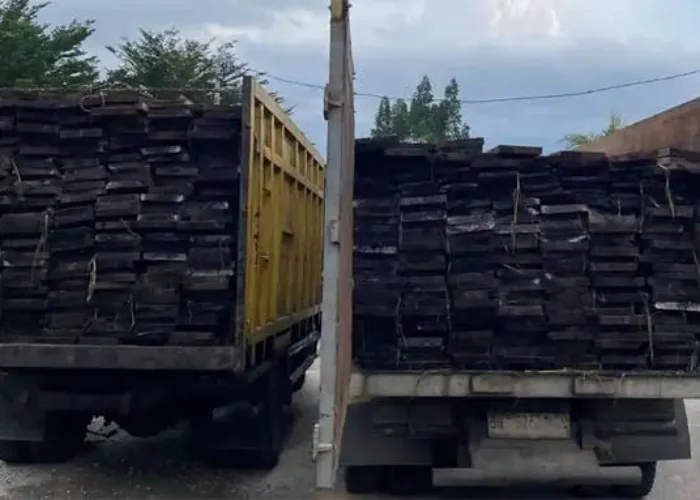 Dua Truk dan Supir Pengangkut Kayu Ilegal dari Hutan Kerumutan Pelalawan Diamankan