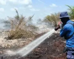 Pelalawan Tetapkan Siaga Darurat, Karhutla di Riau Meluas