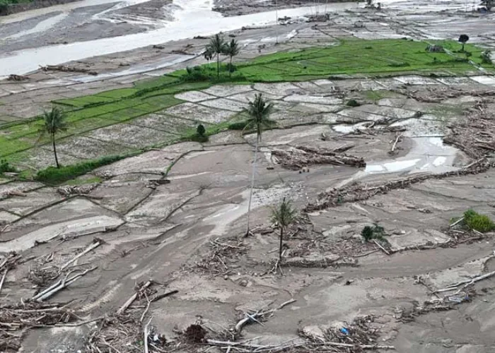 Pulihkan Sawah di Sumatera, Pemerintah Siapkan Rp 336 Miliar