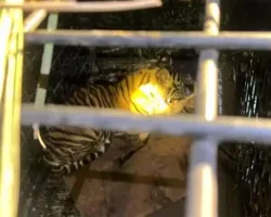 Heboh! Anak Harimau Sumatera Masuk Perangkap Usai Makan Kambing Warga di Pelalawan