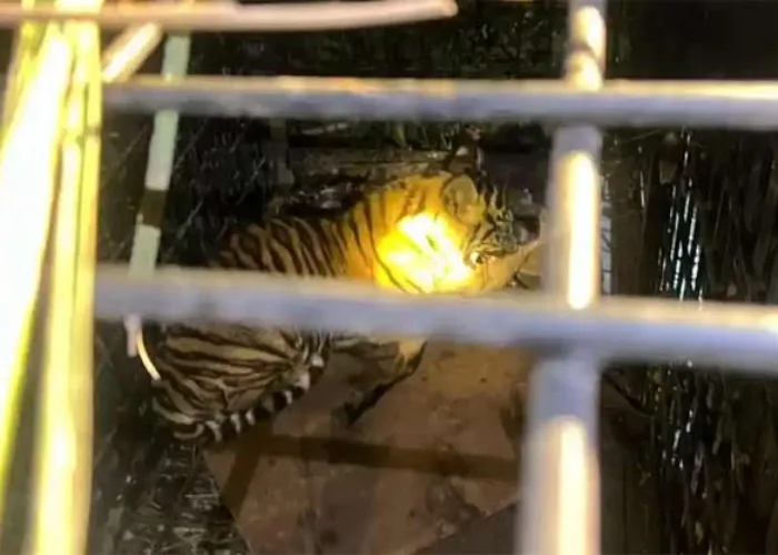 Heboh! Anak Harimau Sumatera Masuk Perangkap Usai Makan Kambing Warga di Pelalawan