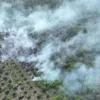 Karhutla Riau Meluas, Api Masuk Kawasan Suaka Margasatwa Giam Siak Kecil