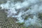BMKG Pantau 188 Hotspot di Sumatera, Enam Titik Berada di Riau