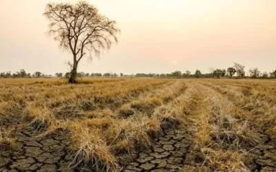 Kemarau 2026 Diprediksi Lebih Cepat dan Panjang, BMKG Ingatkan Antisipasi