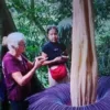 Bunga Bangkai Raksasa Mekar di Agam, Tarik Wisatawan Mancanegara Berburu Momen Langka