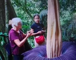 Bunga Bangkai Raksasa Mekar di Agam, Tarik Wisatawan Mancanegara Berburu Momen Langka
