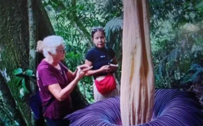 Bunga Bangkai Raksasa Mekar di Agam, Tarik Wisatawan Mancanegara Berburu Momen Langka