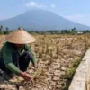 Super El Nino Ancam Cuaca Ekstrem, Riau Harus Waspadai Karhutla dan Krisis Air