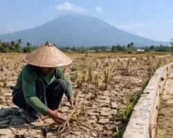 Alarm Iklim Dunia: Cincin Panas Pasifik Picu Ancaman Super El Nino