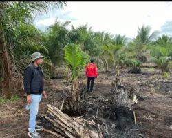 Polres Pelalawan Bongkar Kasus Karhutla 500 Hektare di Teluk Meranti, Satu Pelaku Diamankan
