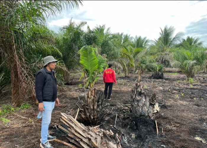 Polres Pelalawan Bongkar Kasus Karhutla 500 Hektare di Teluk Meranti, Satu Pelaku Diamankan