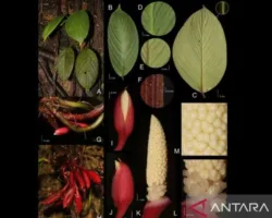 Talas Langka Sumatera Terancam Punah, Peneliti ITB-BRIN Ungkap Fakta Mengejutkan
