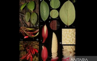 Talas Langka Sumatera Terancam Punah, Peneliti ITB-BRIN Ungkap Fakta Mengejutkan