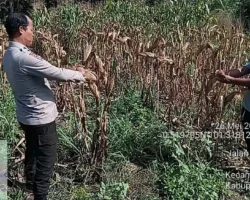 Dari Lahan Kosong Jadi Harapan Pangan, Jagung Polsek Payung Sekaki Masuki Masa Panen