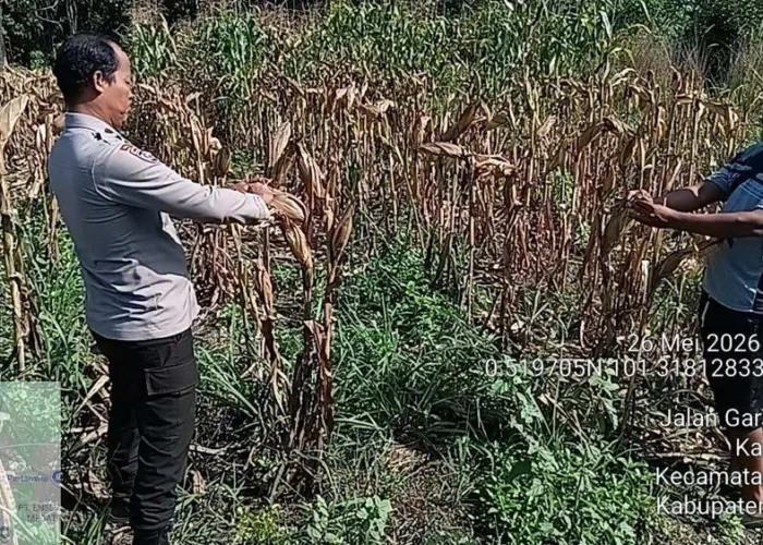 Dari Lahan Kosong Jadi Harapan Pangan, Jagung Polsek Payung Sekaki Masuki Masa Panen