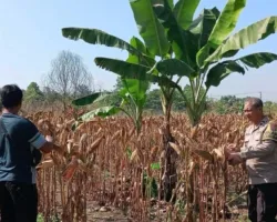 Jagung Polsek Payung Sekaki Siap Panen Awal Juni, Bukti Ketahanan Pangan Tak Hanya Sekadar Program