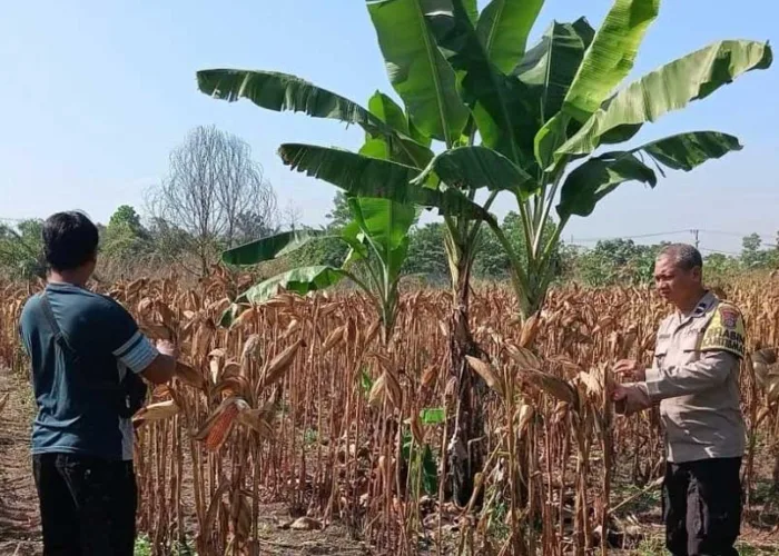 Jagung Polsek Payung Sekaki Siap Panen Awal Juni, Bukti Ketahanan Pangan Tak Hanya Sekadar Program