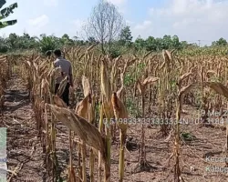 Lahan Jagung Polsek Payung Sekaki Mulai Menguning, Panen Serentak Juni 2026 di Kampar