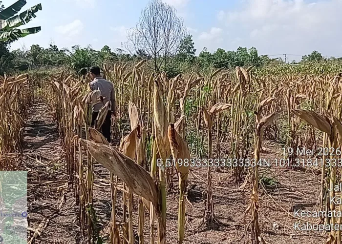 Lahan Jagung Polsek Payung Sekaki Mulai Menguning, Panen Serentak Juni 2026 di Kampar