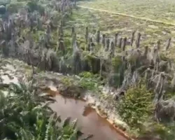 PT Musim Mas Jadi Tersangka Korporasi, Polda Riau Bongkar Dugaan Perusakan Lingkungan di Pelalawan