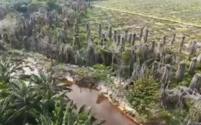 PT Musim Mas Jadi Tersangka Korporasi, Polda Riau Bongkar Dugaan Perusakan Lingkungan di Pelalawan