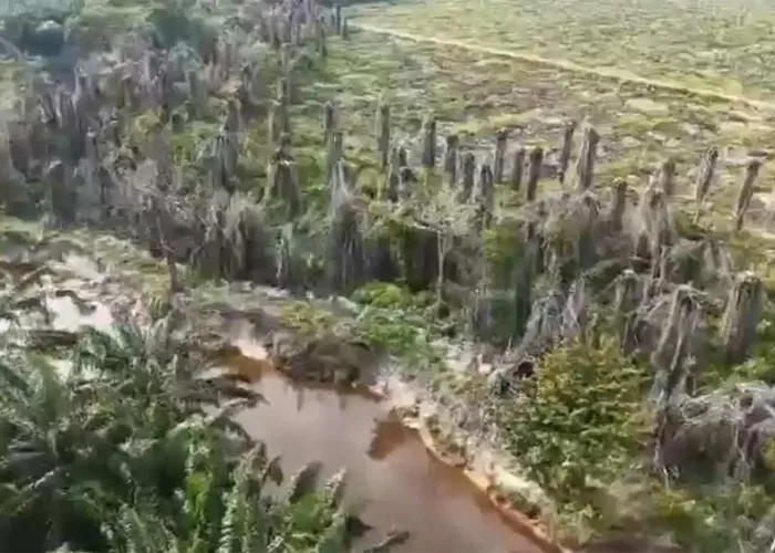 PT Musim Mas Terancam Denda dan Pencabutan Izin, Berkas Kasus Masuk Kejaksaan