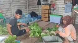 Ketahanan Pangan Warga Pekanbaru, Polsek Payung Sekaki Kembangkan Selada dan Sawi dengan Hidroponik