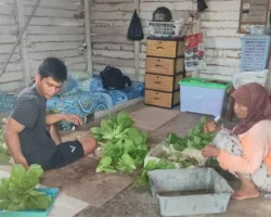 Ketahanan Pangan Warga Pekanbaru, Polsek Payung Sekaki Kembangkan Selada dan Sawi dengan Hidroponik