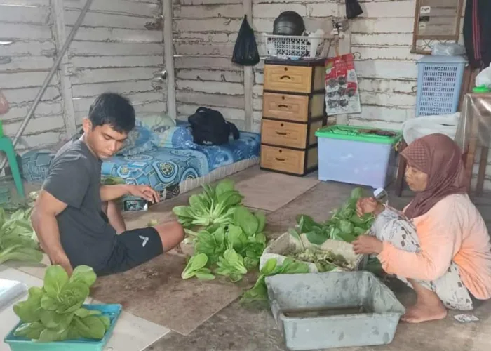 Ketahanan Pangan Warga Pekanbaru, Polsek Payung Sekaki Kembangkan Selada dan Sawi dengan Hidroponik