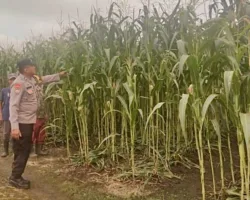 Polisi Datangi Kebun Jagung Warga di Air Hitam, Ketahanan Pangan Dimulai dari Lahan Kecil