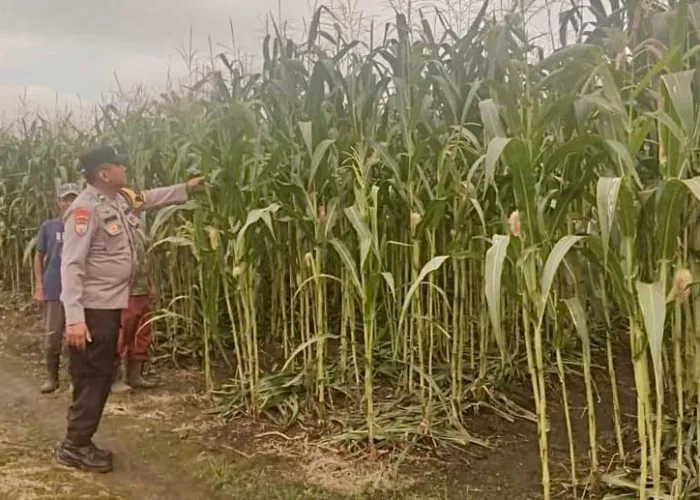 Polisi Datangi Kebun Jagung Warga di Air Hitam, Ketahanan Pangan Dimulai dari Lahan Kecil