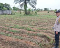 Polisi Kunjungi Lahan Jagung di Payung Sekaki, Ketahanan Pangan Warga Pekanbaru Mulai Bergerak