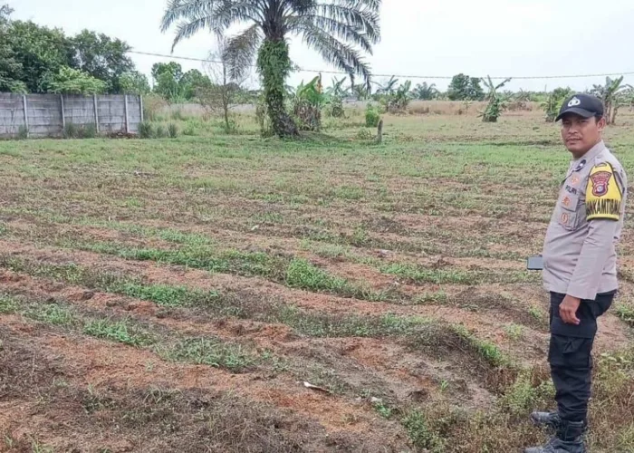 Polisi Kunjungi Lahan Jagung di Payung Sekaki, Ketahanan Pangan Warga Pekanbaru Mulai Bergerak
