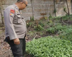 Ketahanan Pangan Dimulai dari Pekarangan, Polisi Apresiasi Kebun Sayur Warga di Payung Sekaki