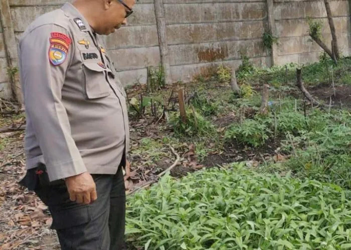 Ketahanan Pangan Dimulai dari Pekarangan, Polisi Apresiasi Kebun Sayur Warga di Payung Sekaki
