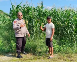 Ketahanan Pangan Pekanbaru, Kapolsek Payung Sekaki Cek Kebun Jagung Warga di Tirta Siak