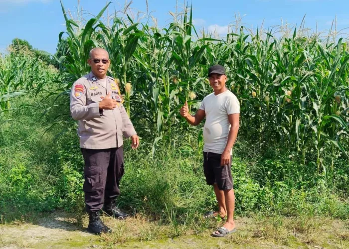 Ketahanan Pangan Pekanbaru, Kapolsek Payung Sekaki Cek Kebun Jagung Warga di Tirta Siak