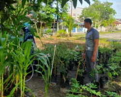 Polisi dan Warga Payung Sekaki Sulap Fasum Jadi Kebun Jagung, Ketahanan Pangan Tumbuh dari RW 04 Pekanbaru
