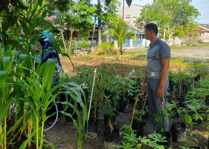 Polisi dan Warga Payung Sekaki Sulap Fasum Jadi Kebun Jagung, Ketahanan Pangan Tumbuh dari RW 04 Pekanbaru